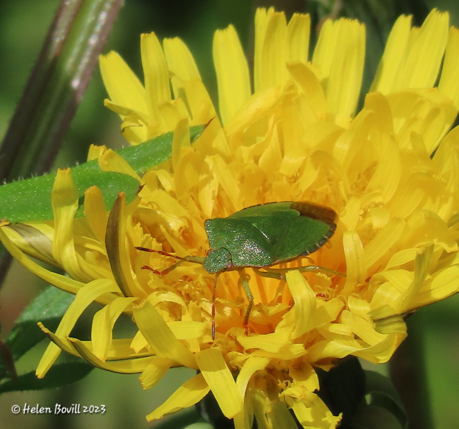 A Common Green Shield Bug on a Dandelion