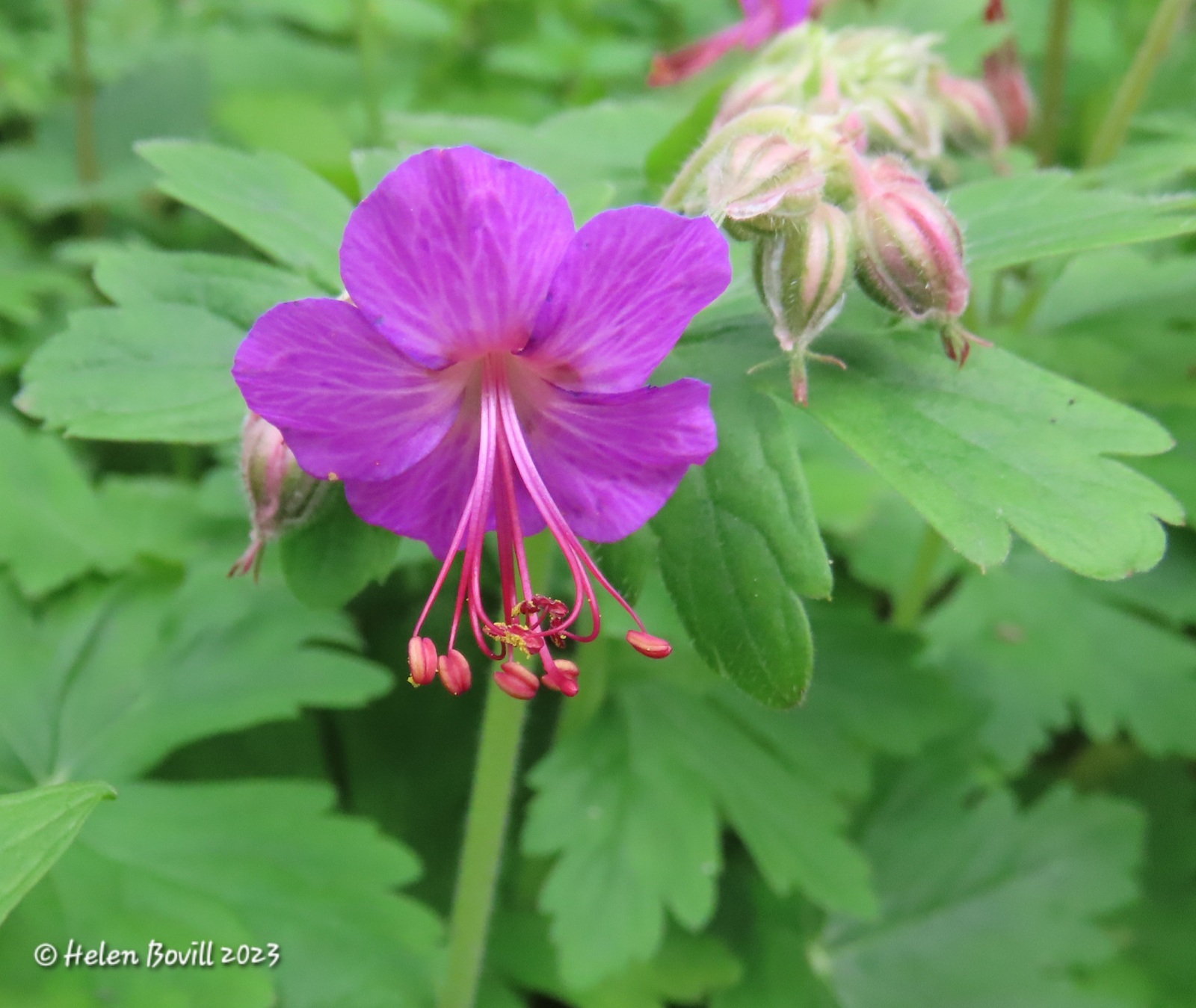 Rock Crane's-bill in the cemetery