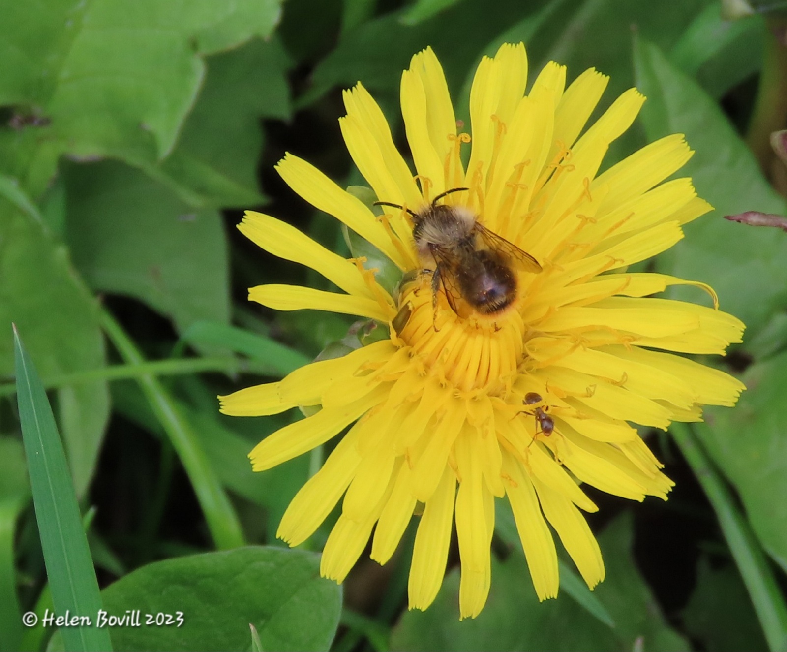 A Red Mason Bee on a Dandelion