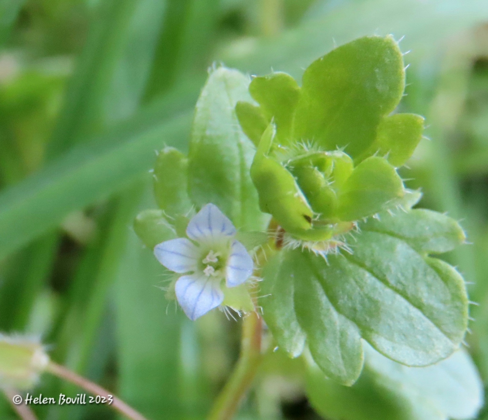 The tiny blue flowers of the Ivy-leaved Speedwell 