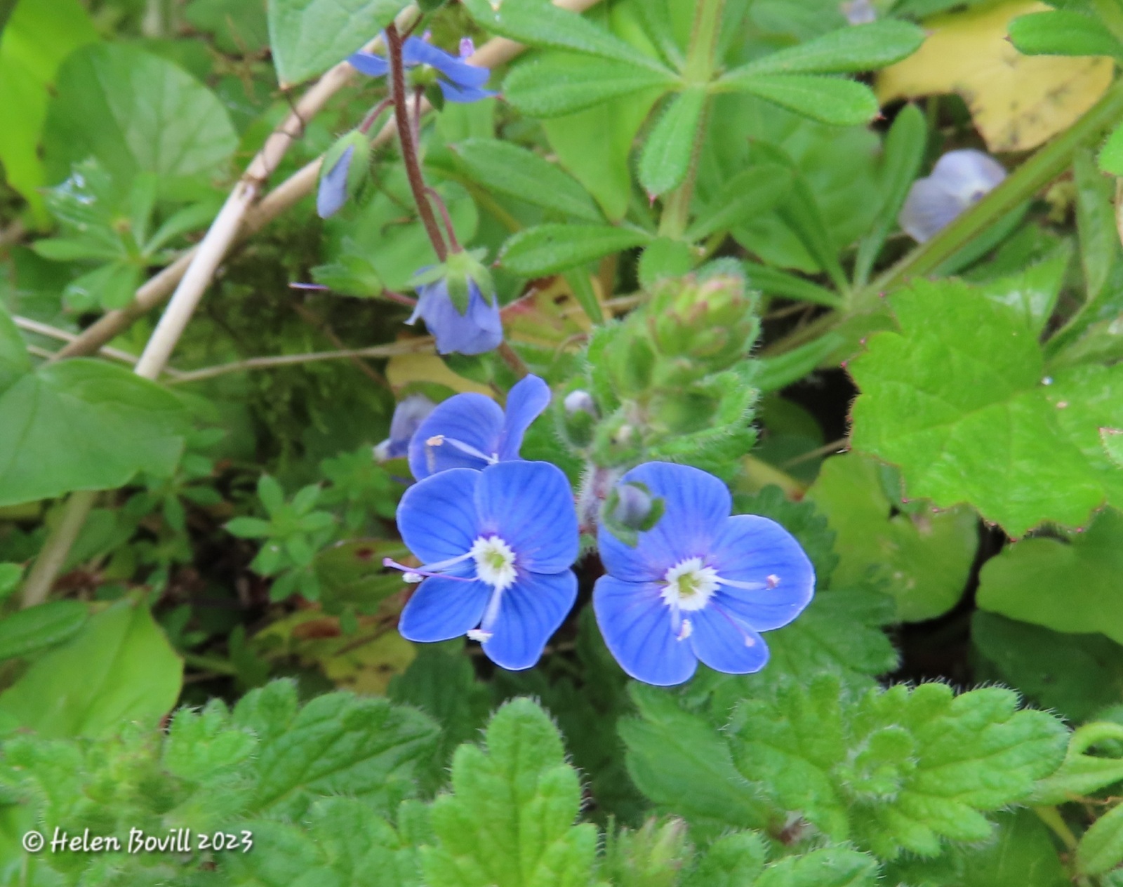 The mall blue flowers of Germander Speedwell