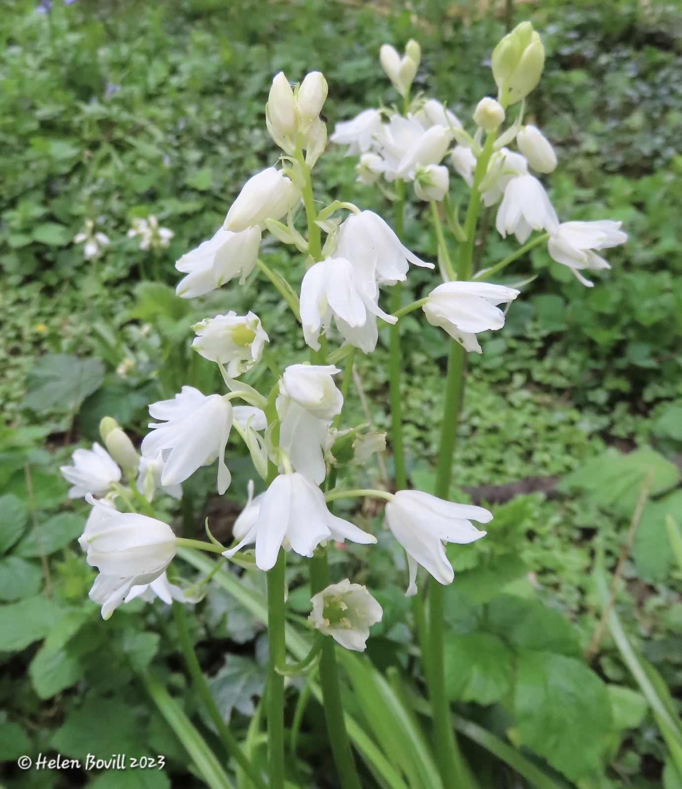 White Bluebells, sometimes known as Snowbells