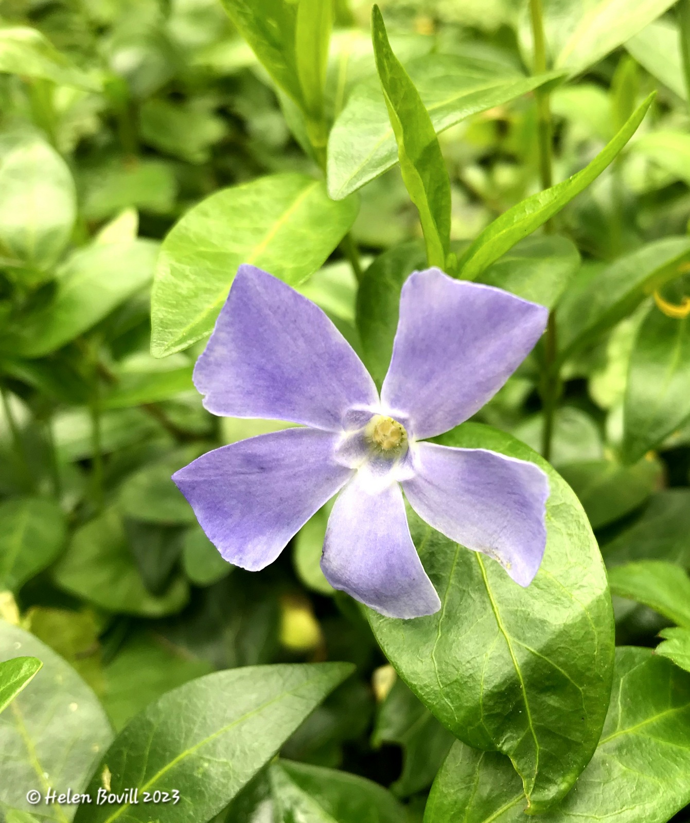 A blue Periwinkle flower and green foliage