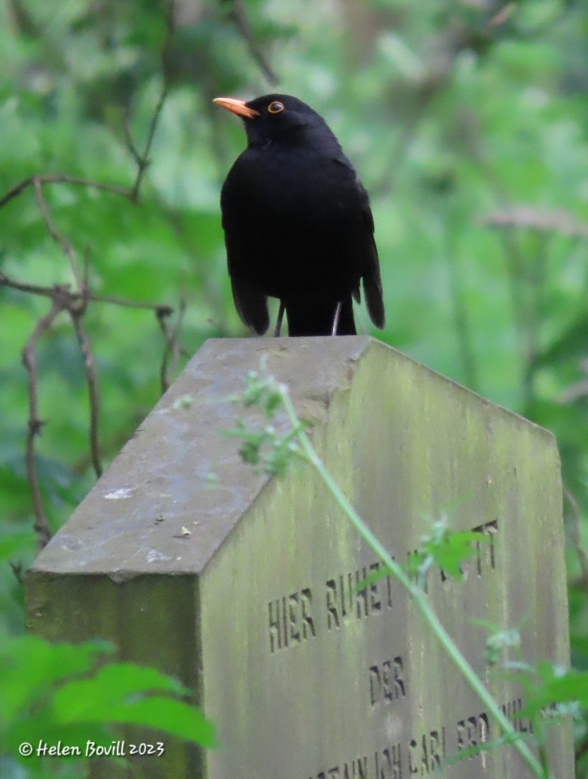 A male Blackbird sitting on a headstone towards the western end of the cemetery
