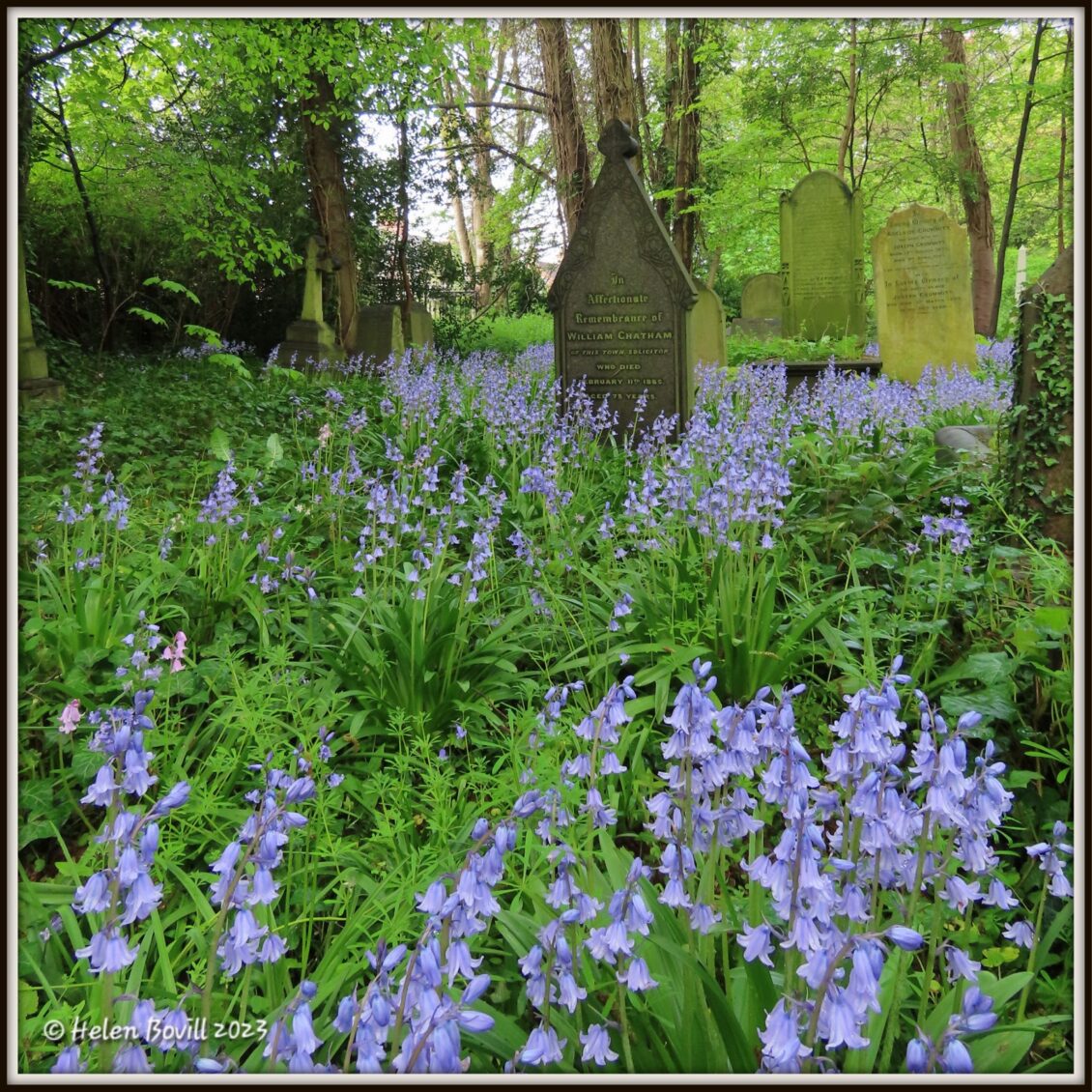 Bluebells surround some headstones in the cemetery