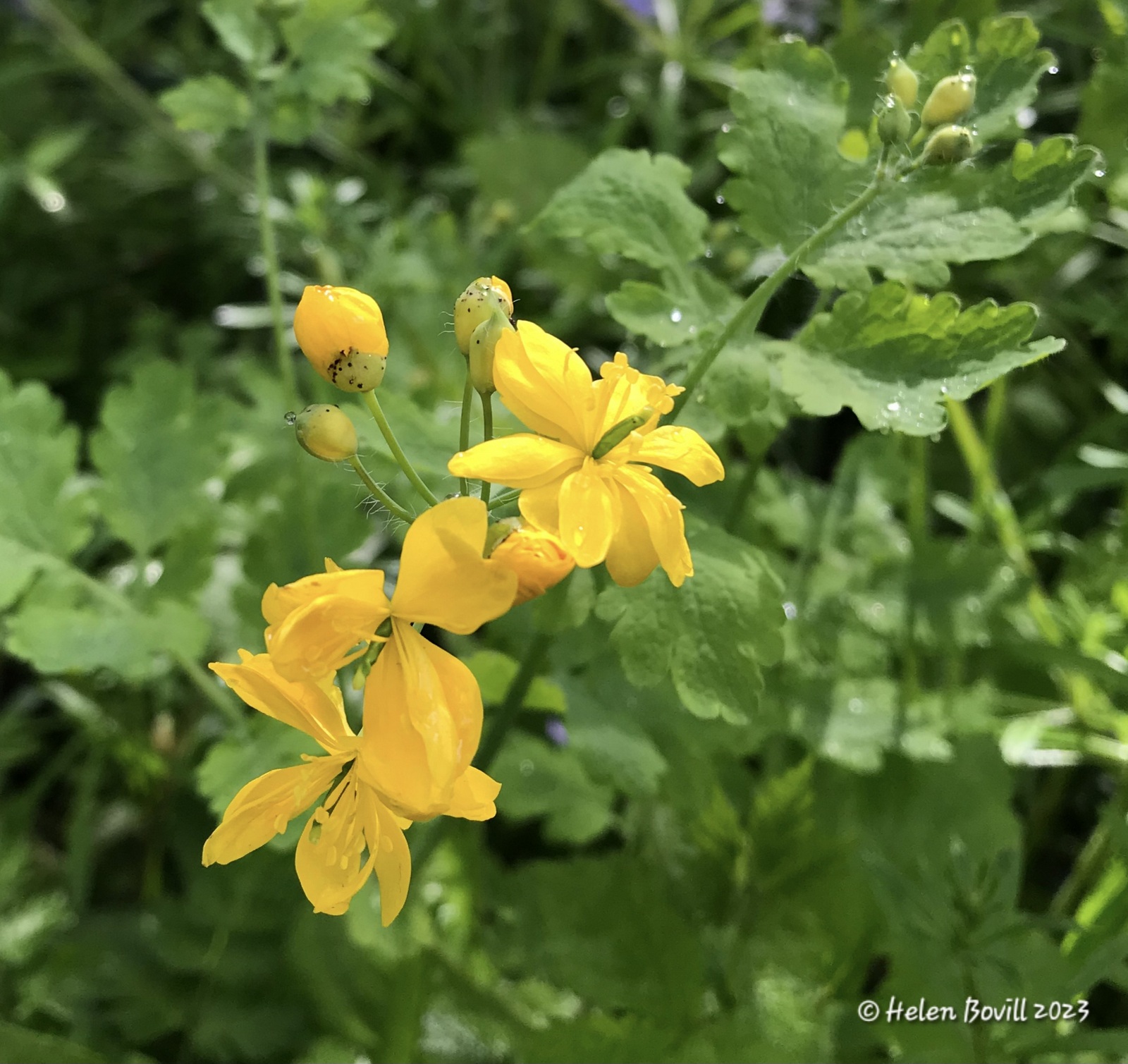 Greater Celandine growing in the cemetery