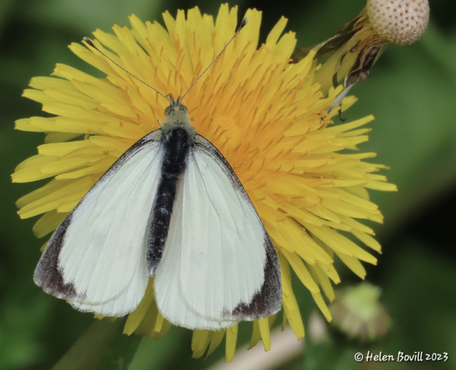A male Large White butterfly on a Dandelion