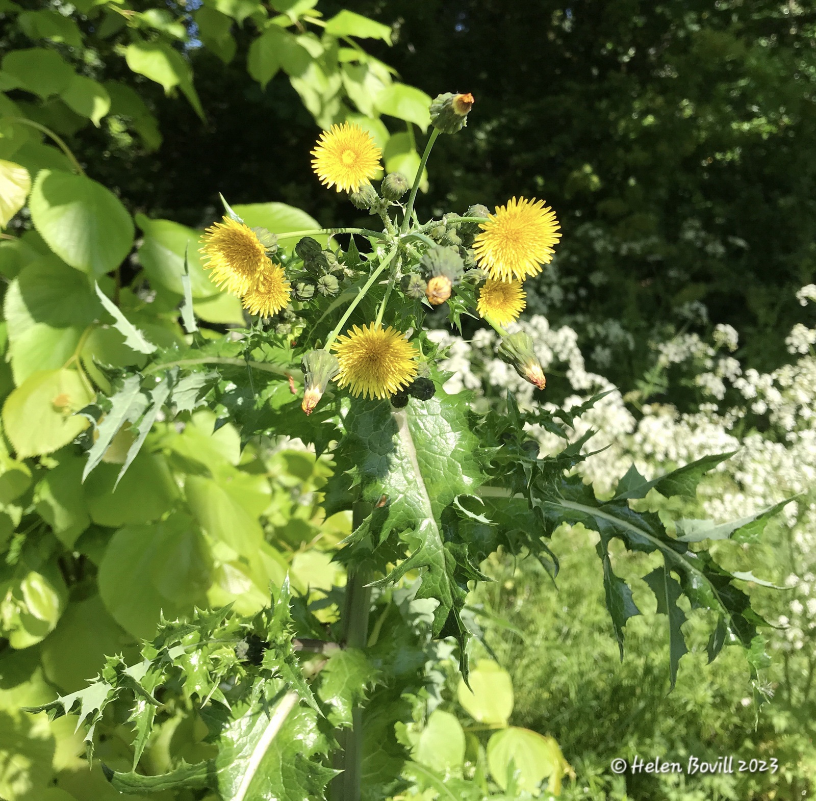 The yellow flowers of Smooth Sow-thistle on the grass verge alongside the cemetery