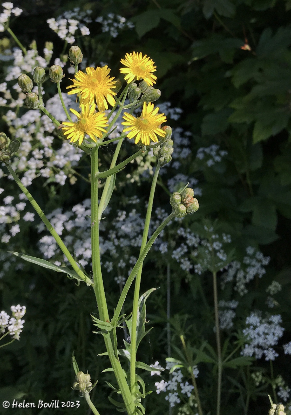 White and yellow flowers