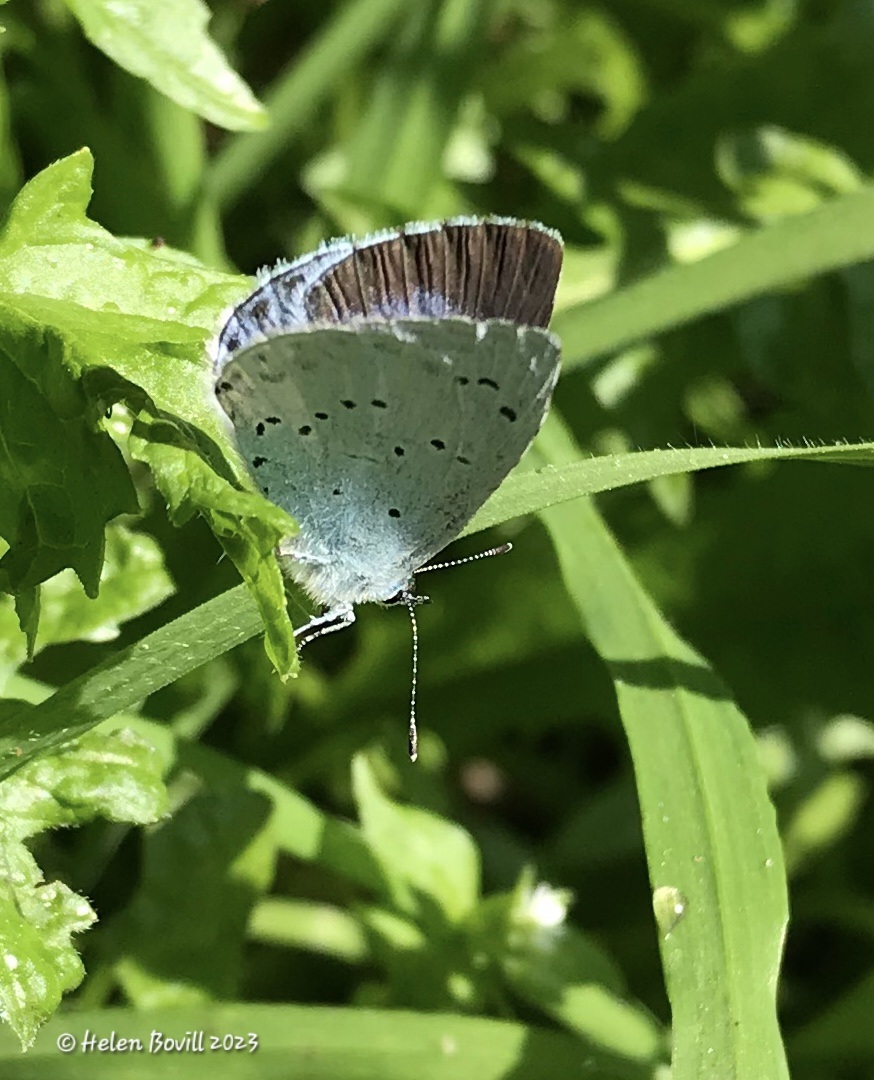 Holly Blue butterfly (female) on a leaf