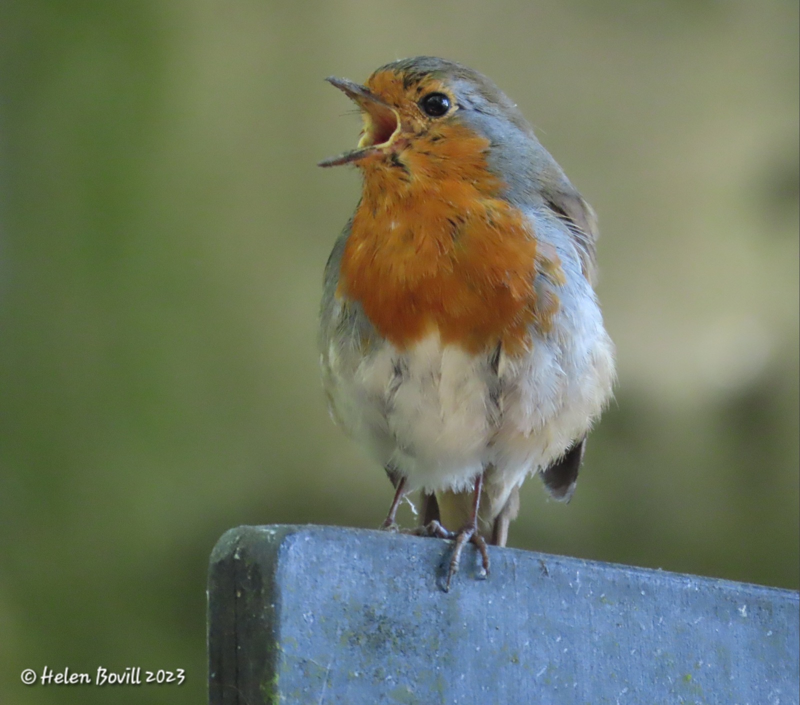 A singing Robin perched on top of a noticeboard in the cemetery