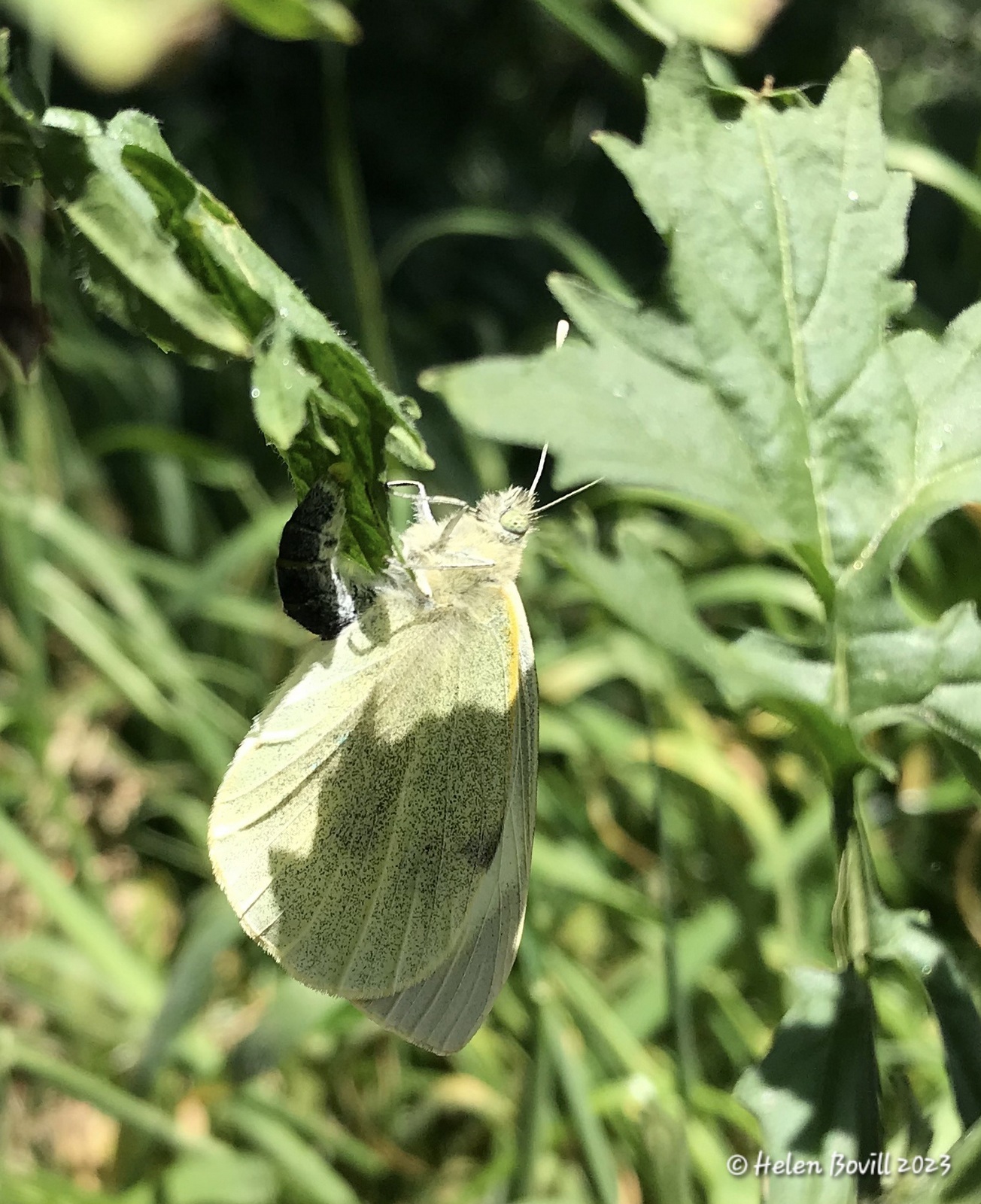 A Large White butterfly laying eggs on Hedge Mustard