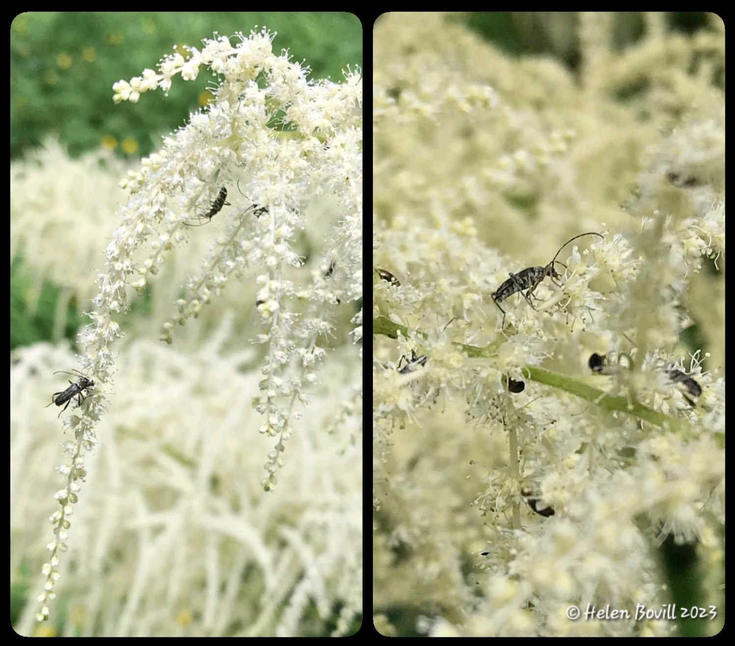 Astilbe with insects on its flowers