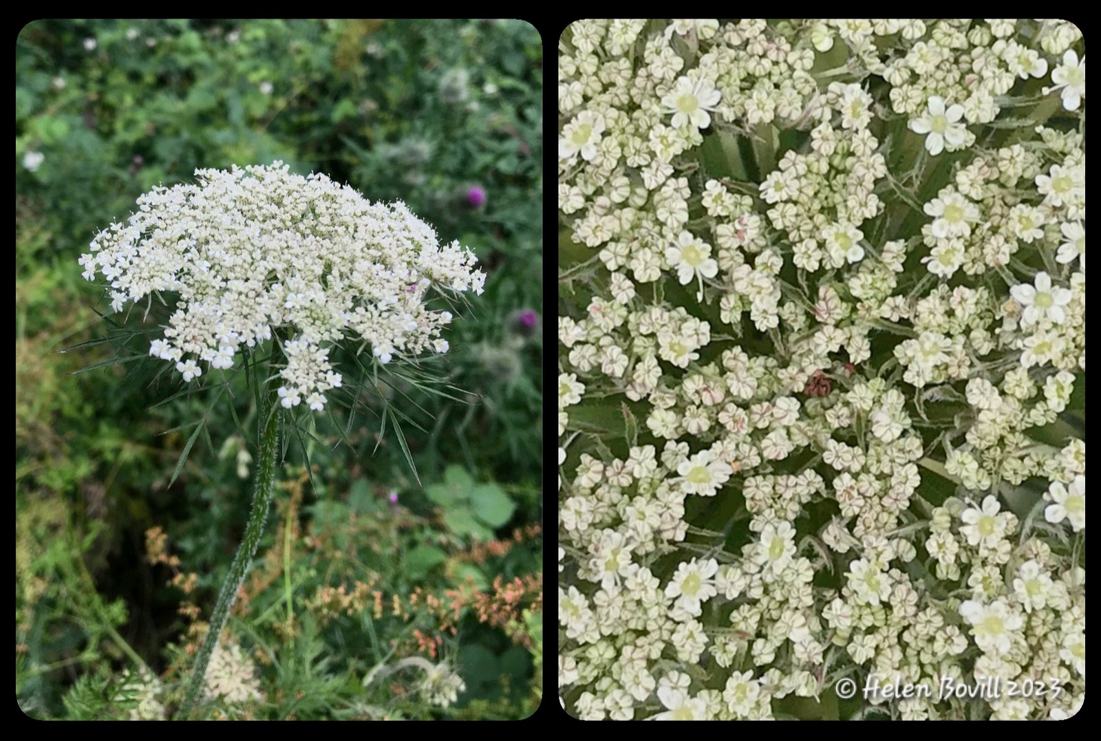 Wild Carrot - side and top views