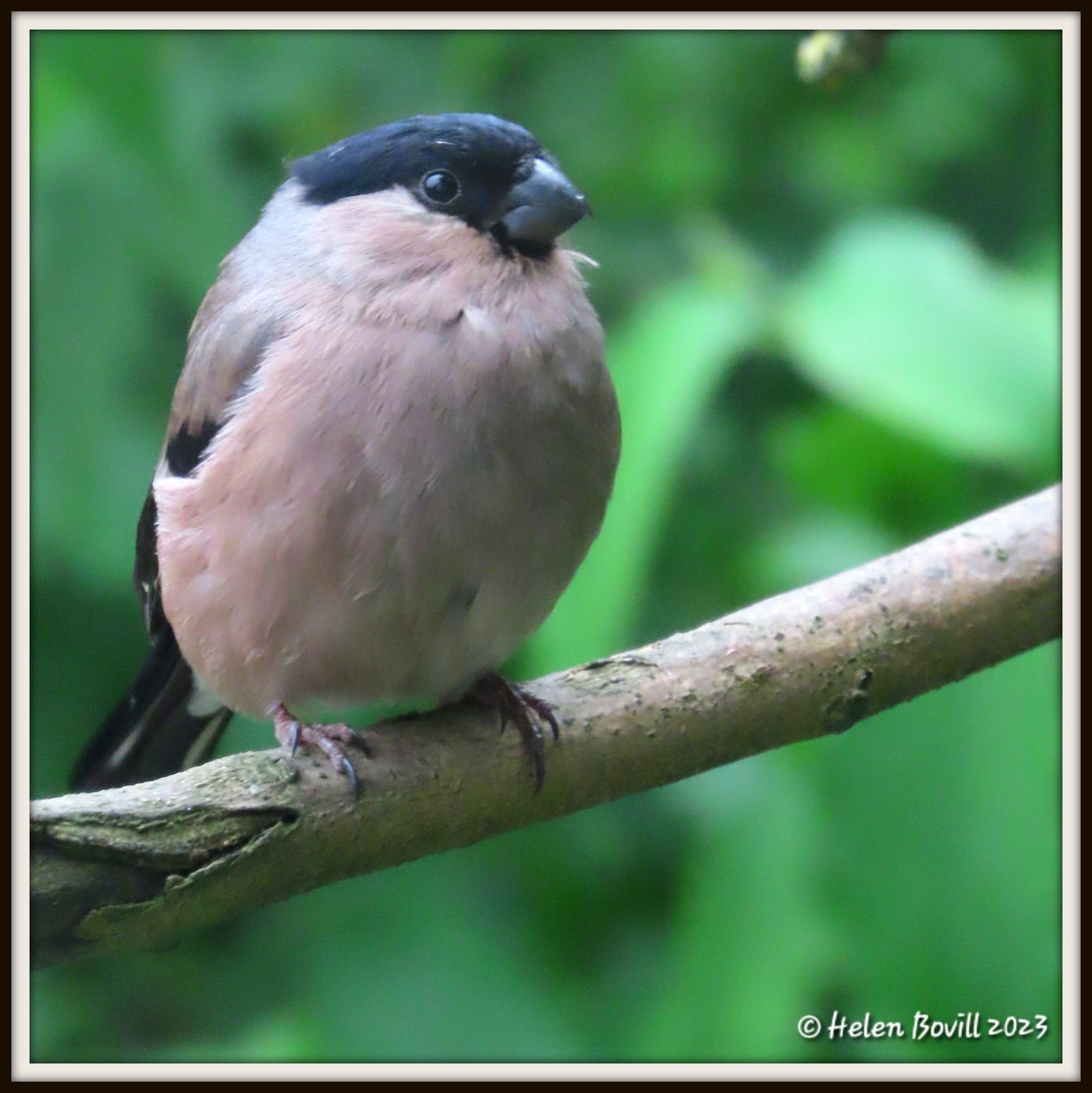 A Female Bullfinch sitting on a branch