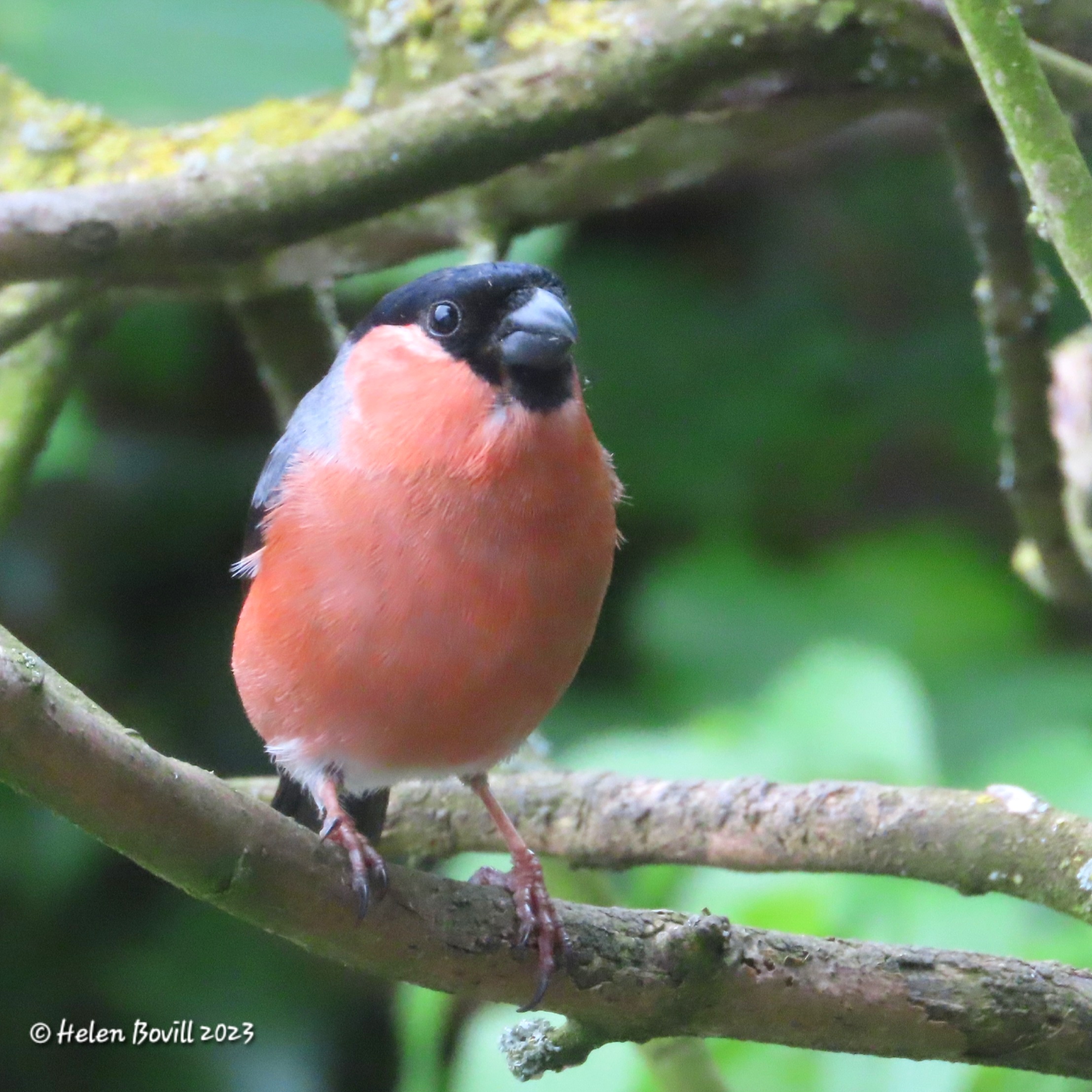 A male Bullfinch sitting on a branch in the cemetery