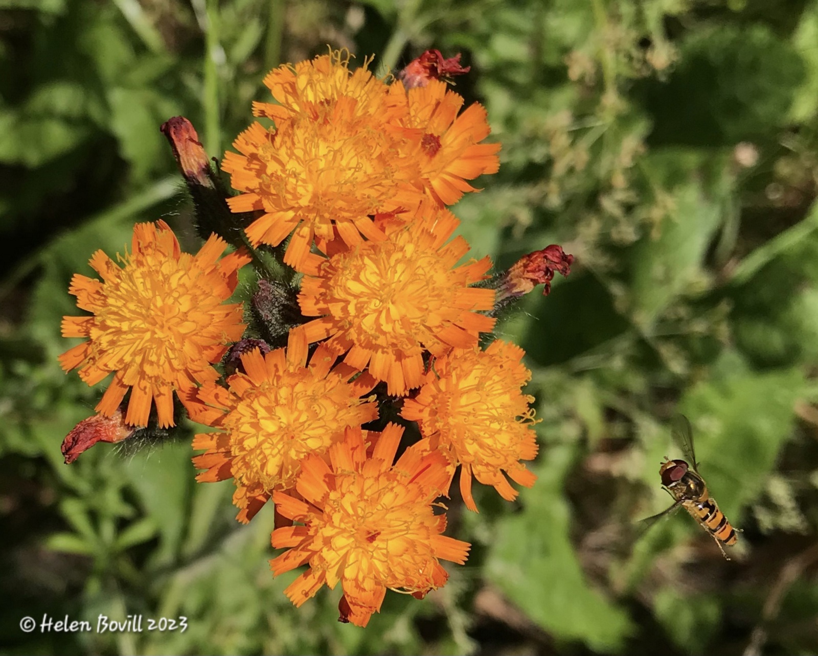 Fox-and-cubs plant with a Marmalade hoverfly approaching it