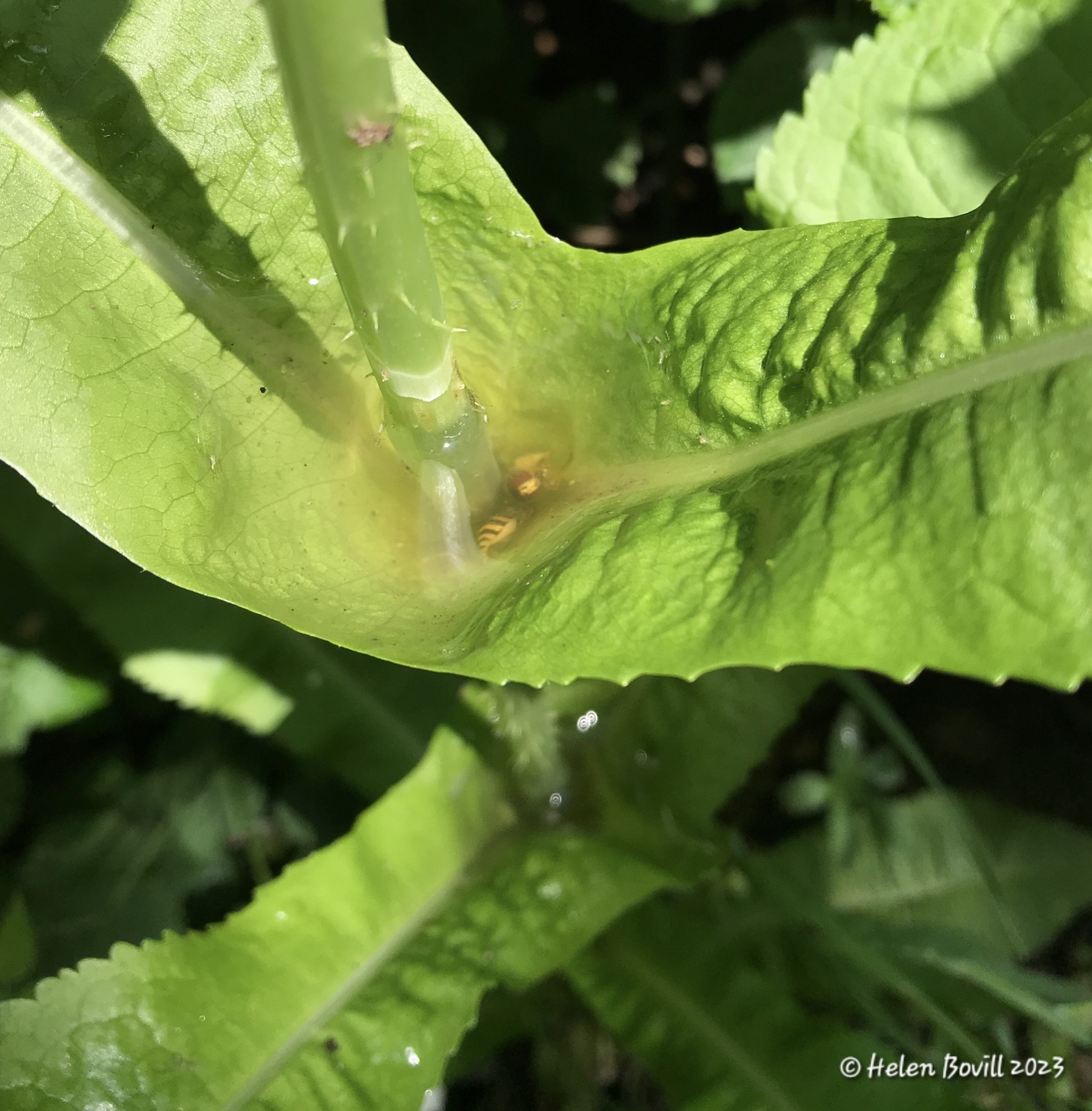 Teasel with a pool of water containing a dead insect