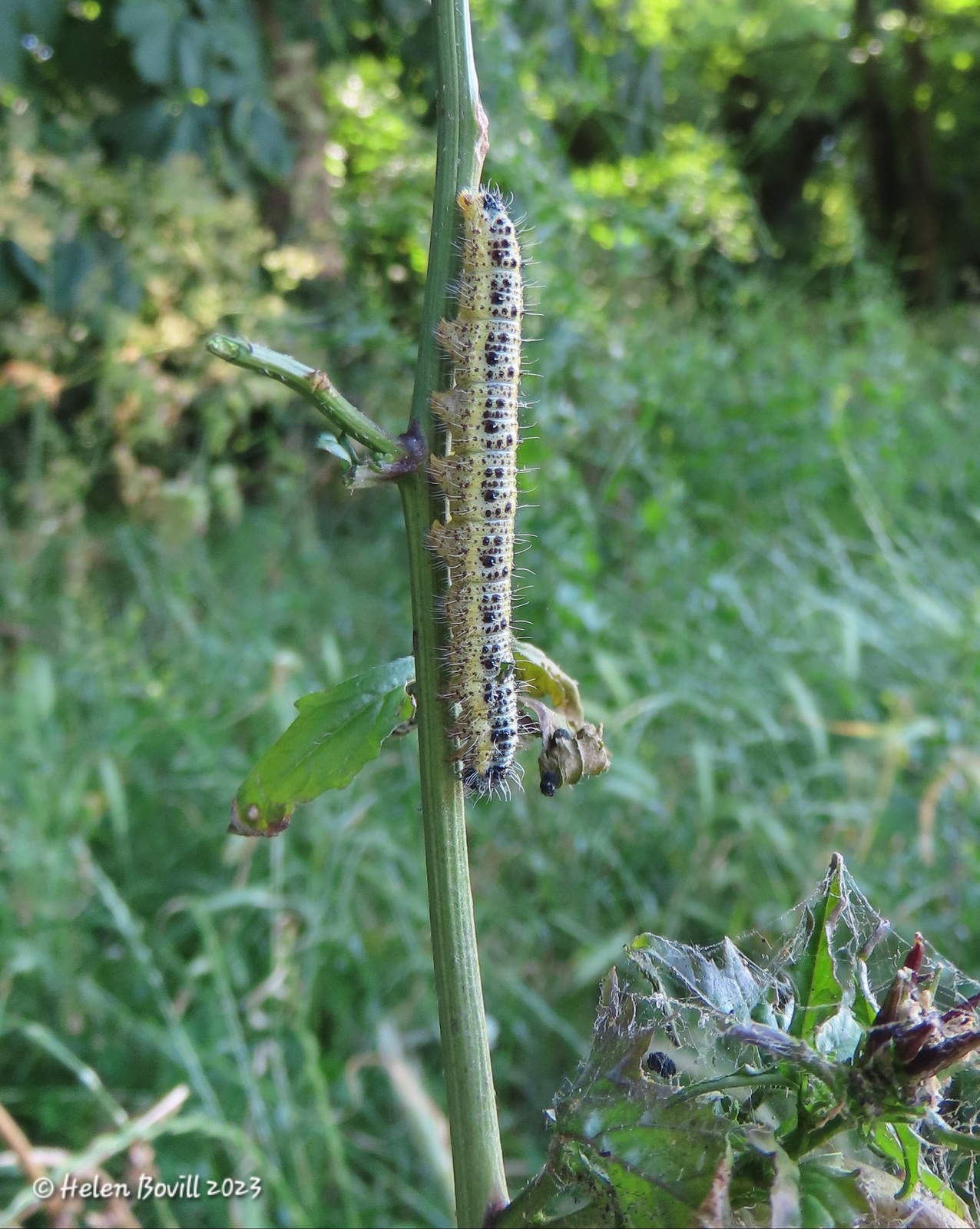A Large White caterpillar on a well-eaten hedge mustard plant