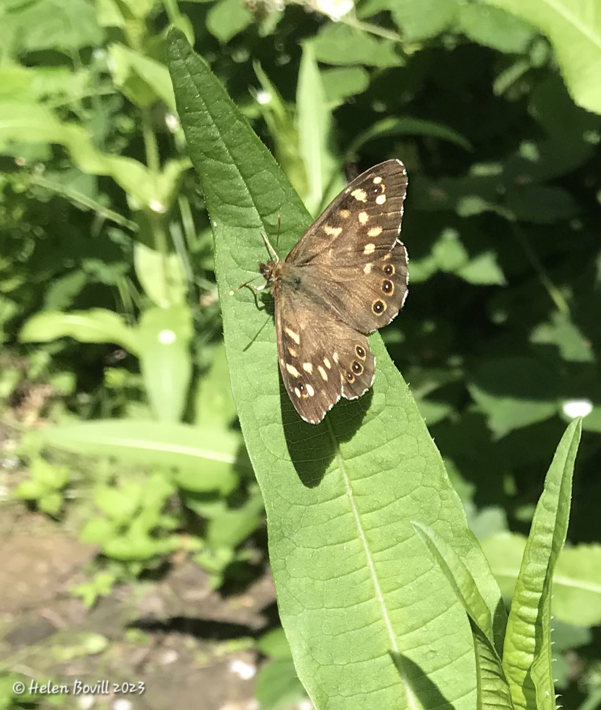 Speckled Wood butterfly on a teasel