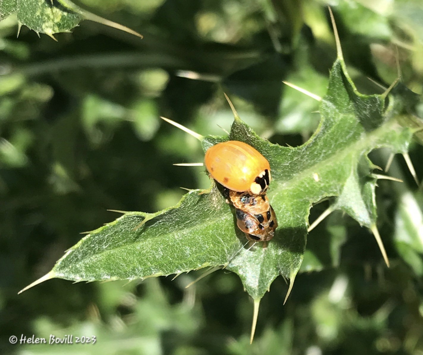 A newly emerged Ladybird on a thistle leaf