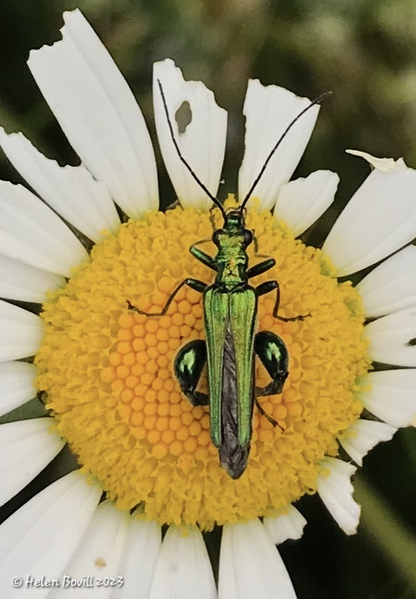 A thick-legged flower beetle on a well eaten oxeye daisy