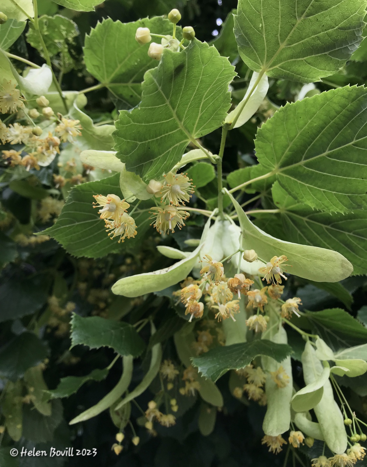 The flowers of the Common Lime Tree