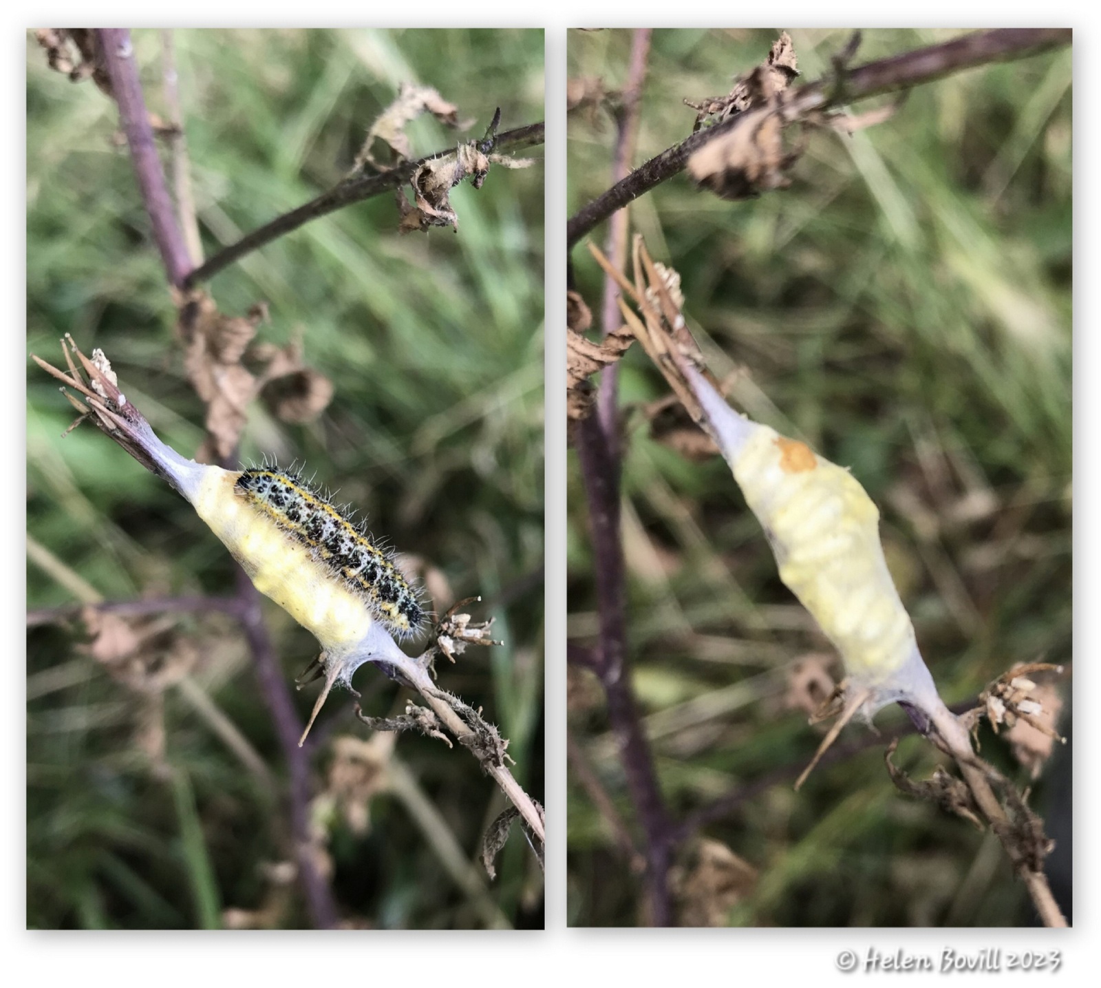 Two photos of some parasitic wasp pupa and a Large White Butterfly caterpillar