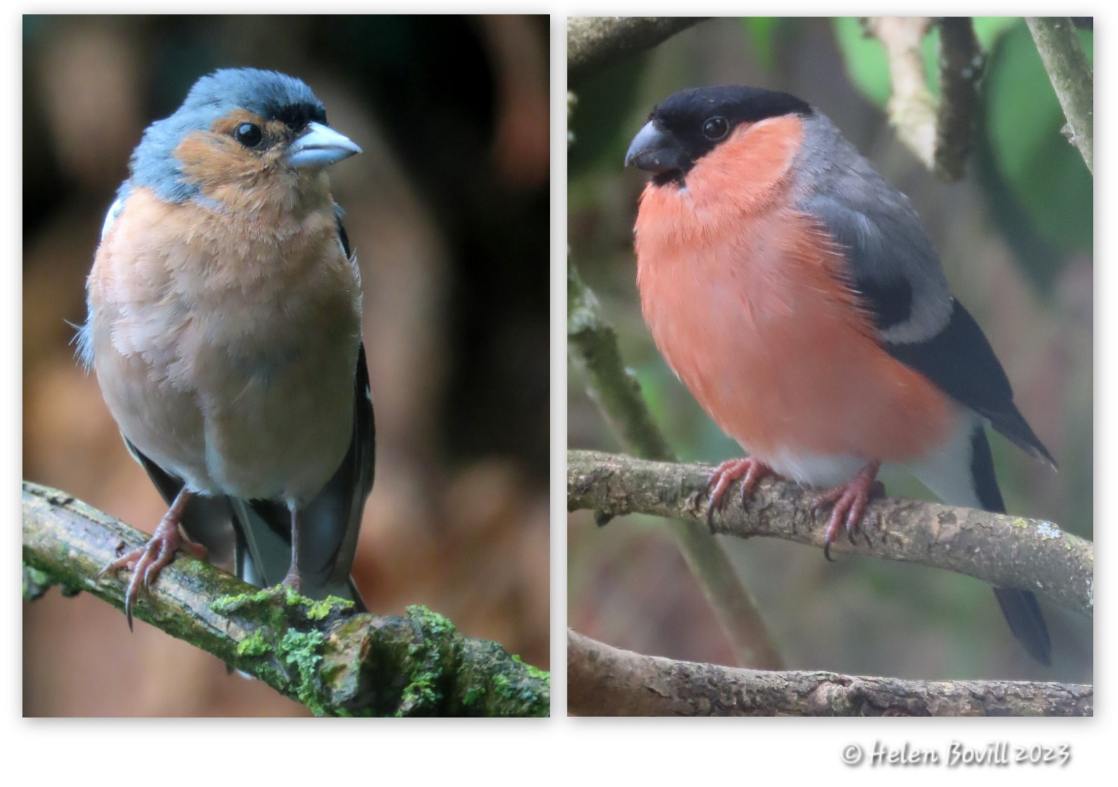 Two photos - one showing a male Chaffinch and the other showing a male Bullfinch