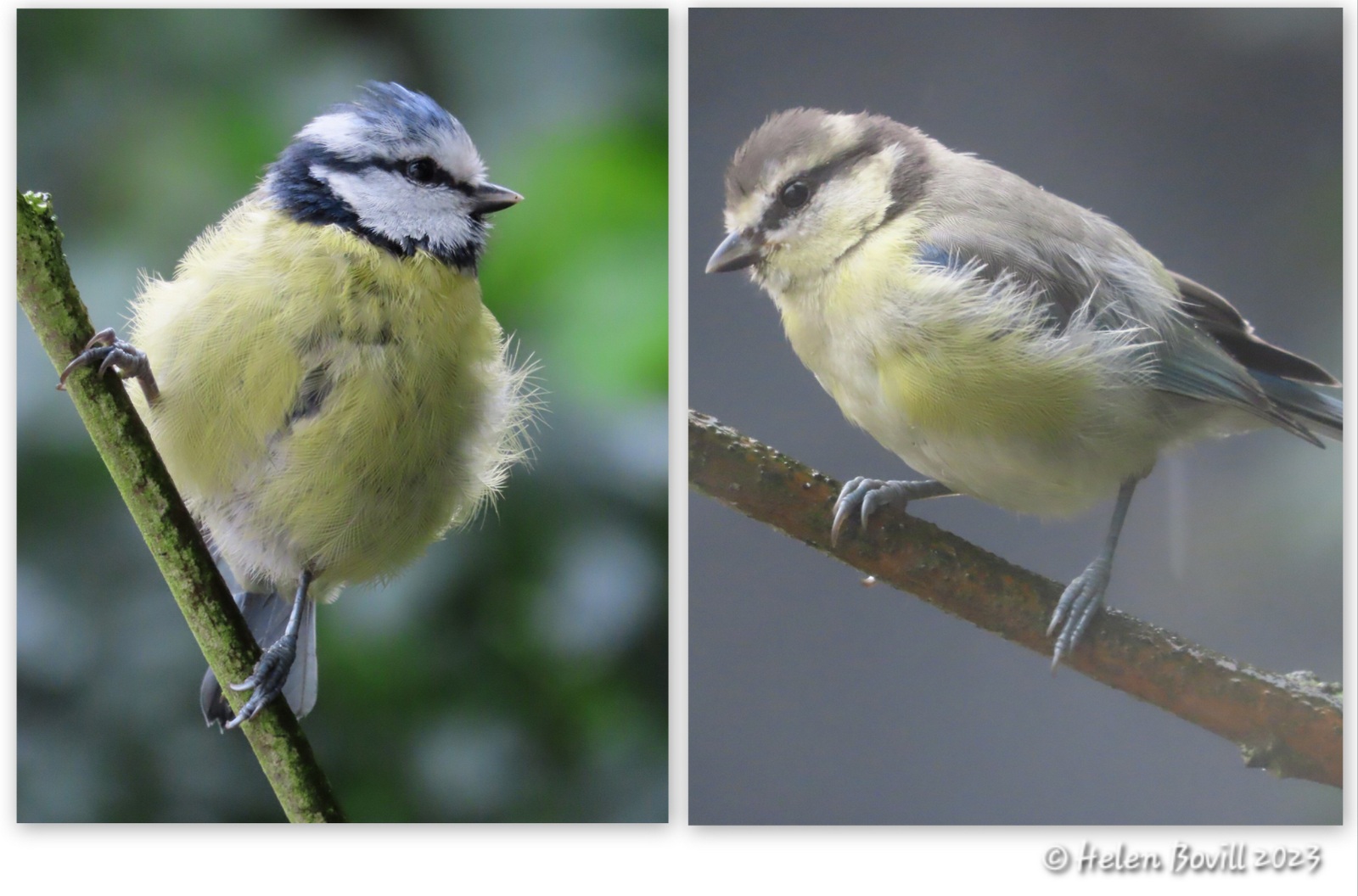 Two photos showing an adult Blue Tit and a juvenile Blue Tit