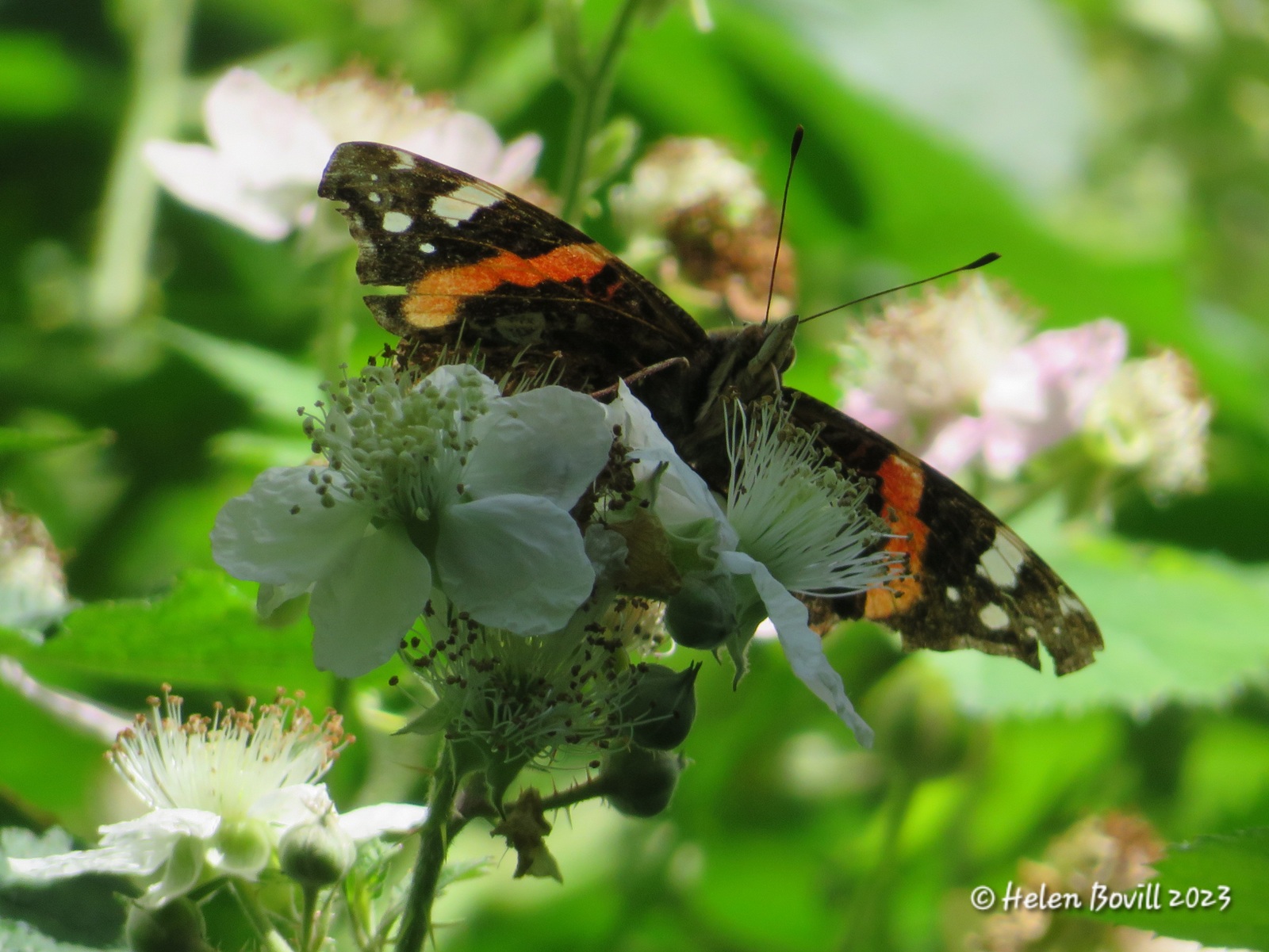 A Red Admiral Butterfly high up on some white Bramble flowers. Brambles are great food for the cemetery wildlife.
