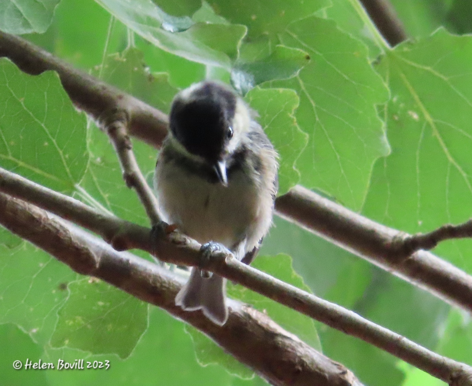 A Coal Tit high up in a tree in the cemetery