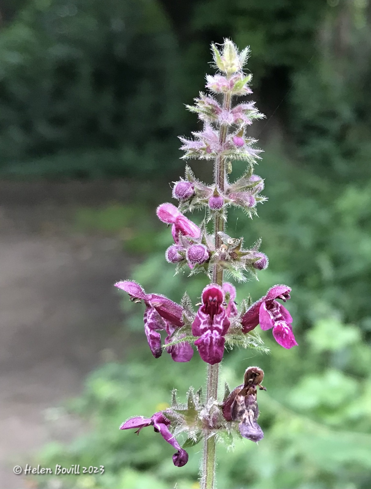 The tall pink flower stems of Hedge Woundwort