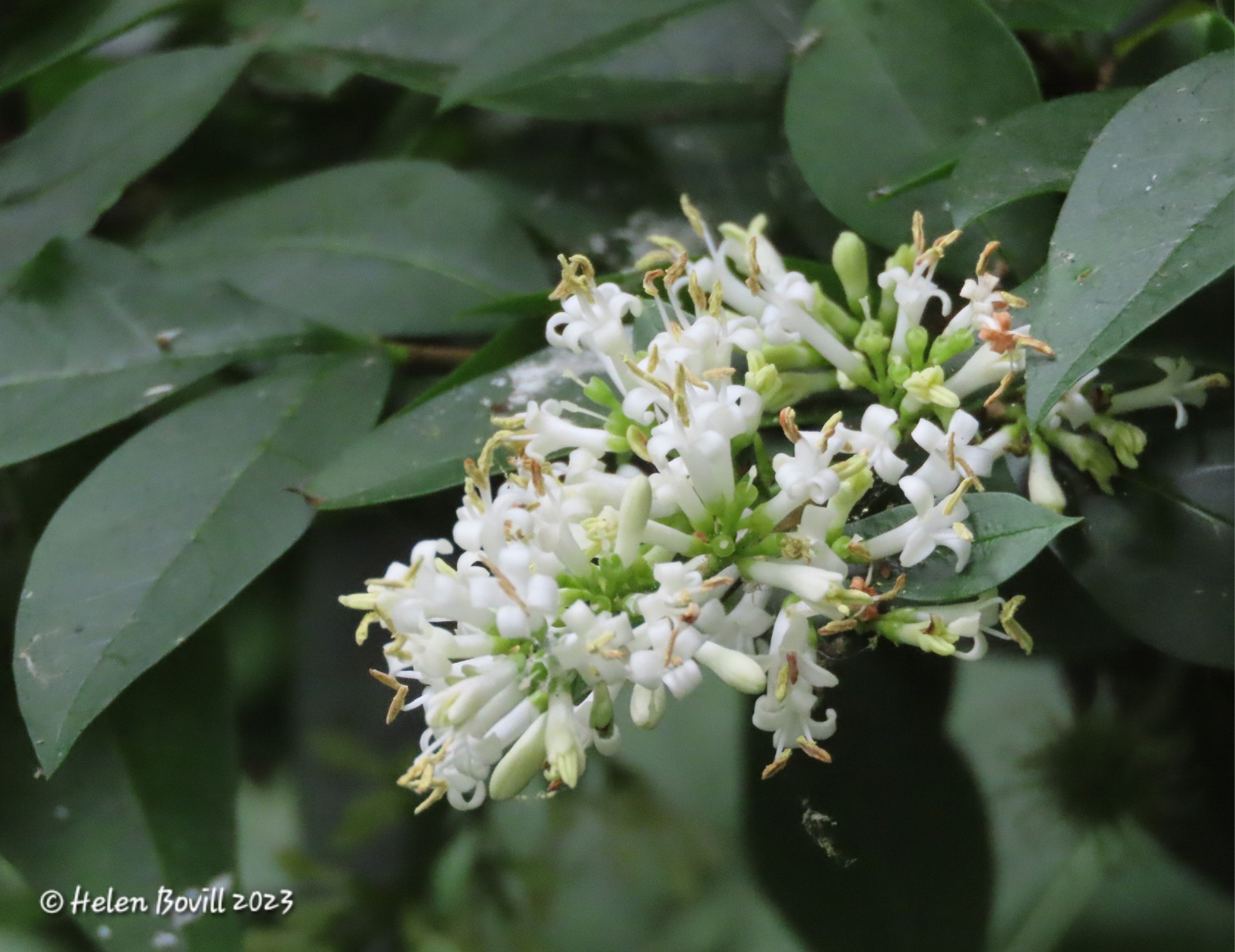 The white flowers of the Privet growing in the cemetery