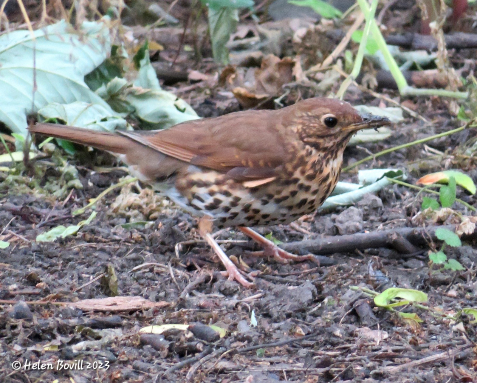A Song Thrush foraging on the ground