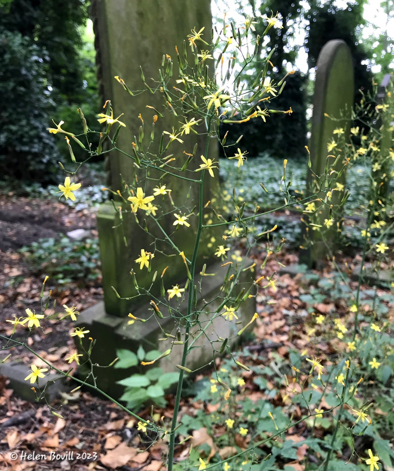 The small yellow flowers of the Wall Lettuce, growing near a headstone in the cemetery