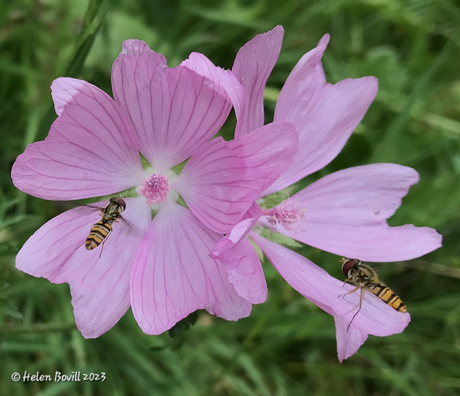 The pink flowers of the Musk mallow, with two Marmalade Hoverflies