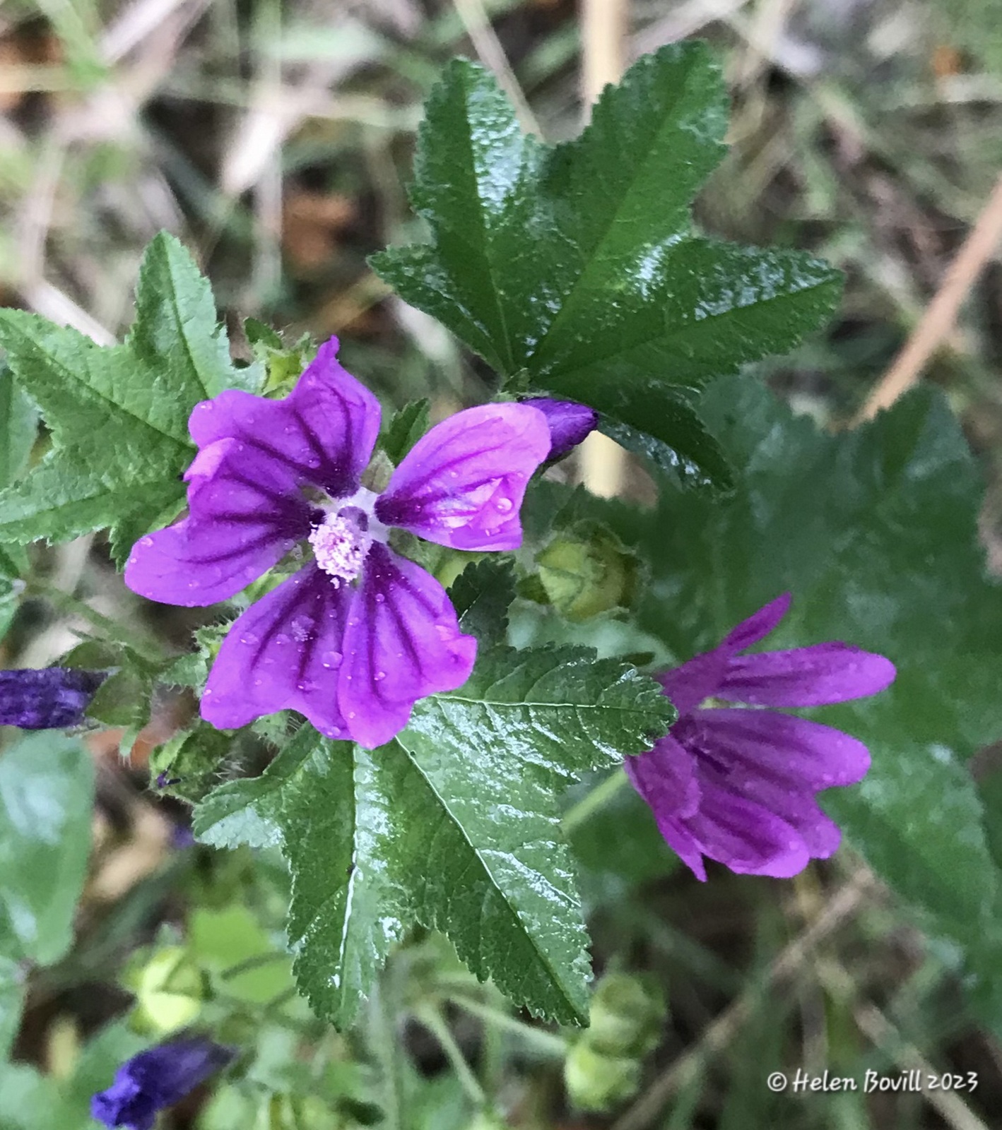 Common Mallow growing in the cemetery