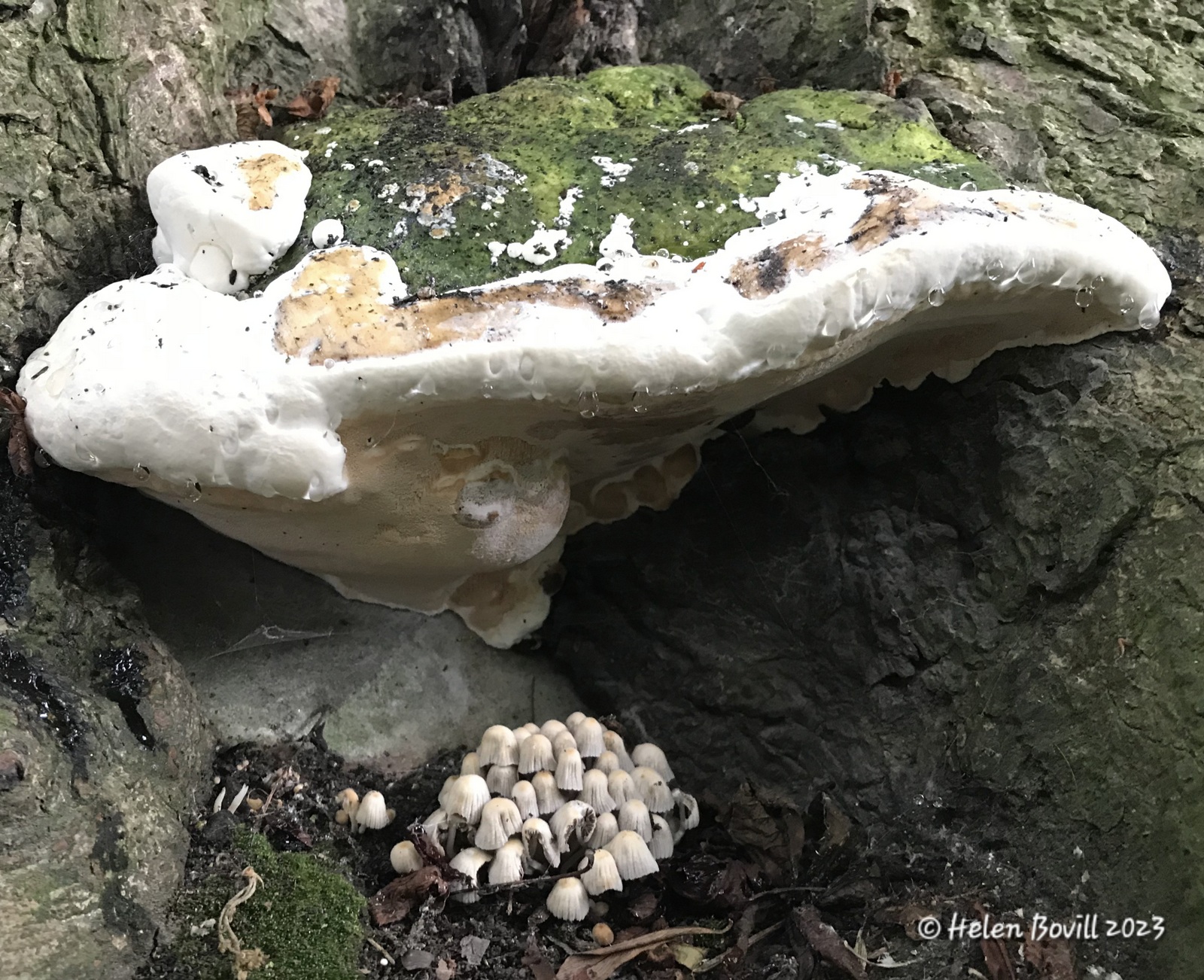 A large bracket fungus attached to a tree,  with some smaller Fairy Inkcap mushrooms growing underneath it - food for the cemetery wildlife