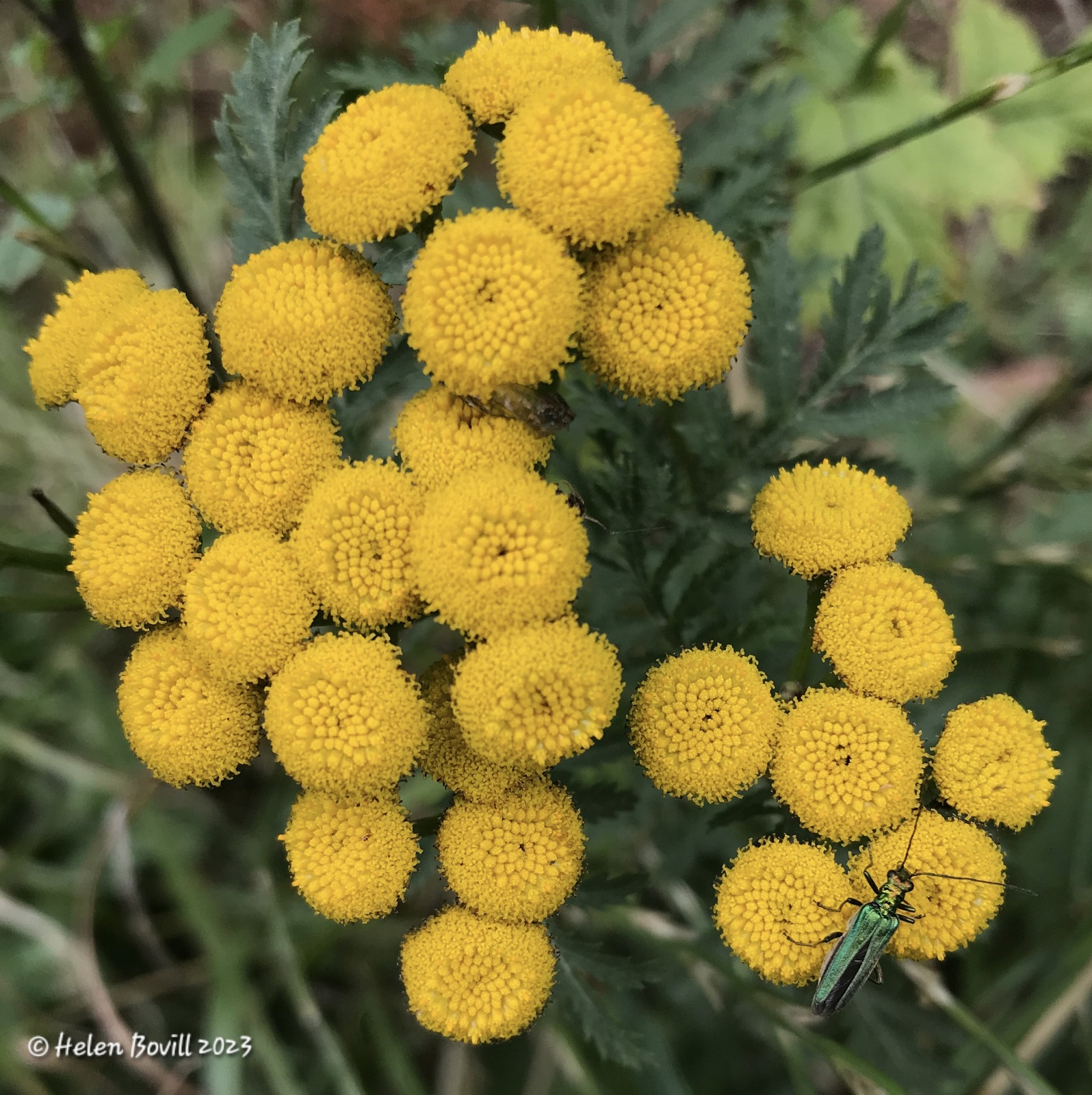 The yellow flower of the Tansy plant, with a Thick-legged Flower Beetle resting on it