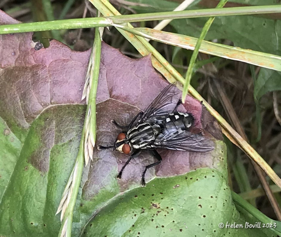 A Flesh Fly resting on a leaf.