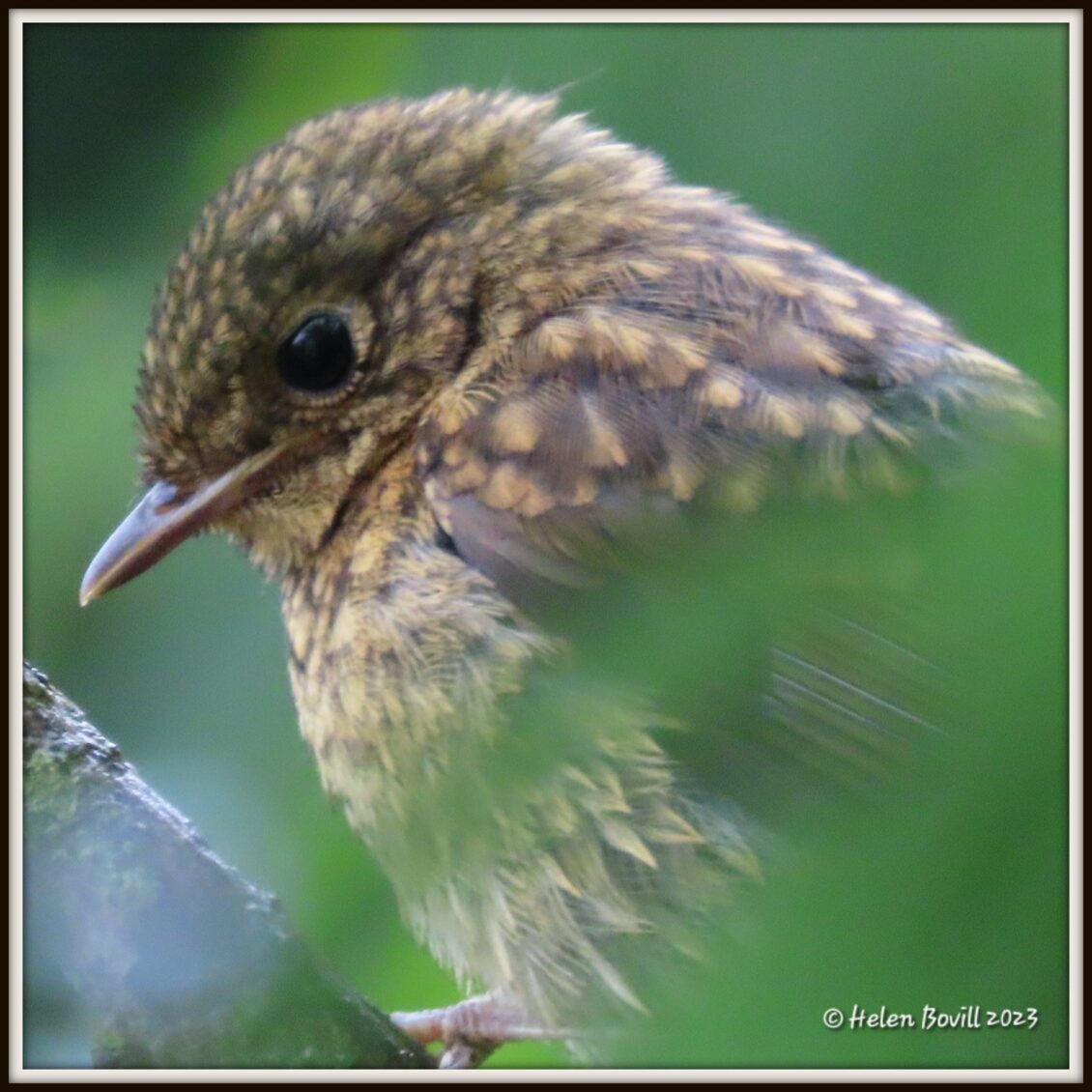 A young Robin high in a tree, partially obscured by leaves