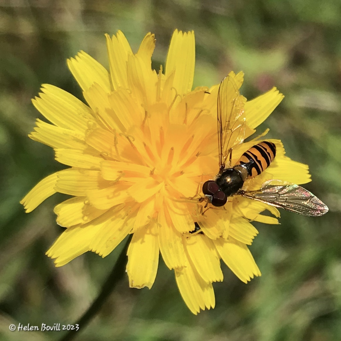 A Marmalade Hoverfly on a yellow flower
