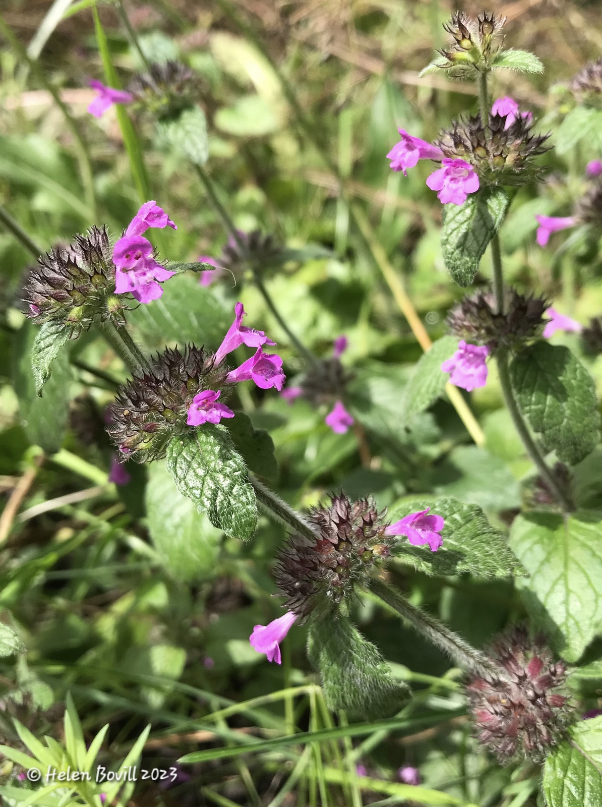 The pink flowers of the Wild Basil