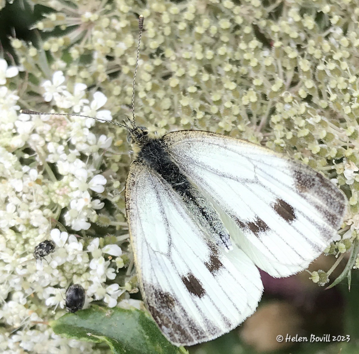A Green-veined White Butterfly on a Wild Carrot flowerhead