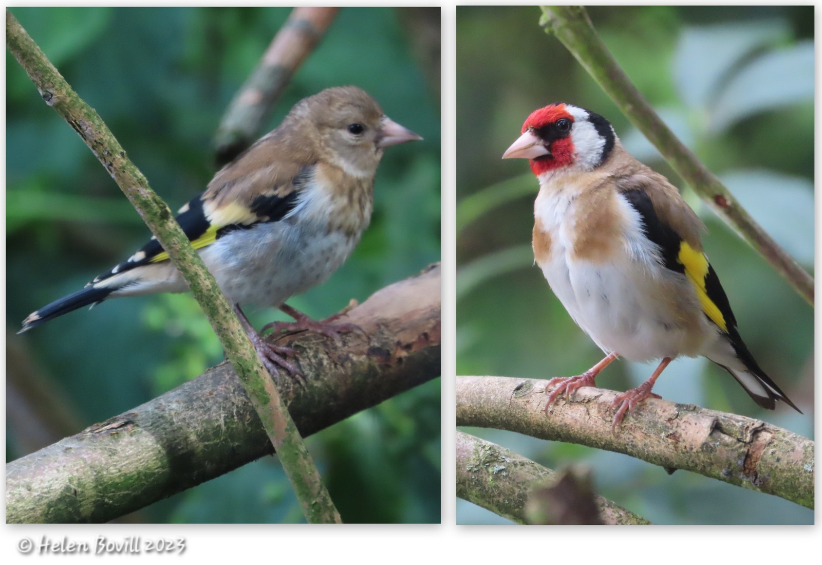 Two photos showing a young Goldfinch and an adult Goldfinch on a tree in the cemetery