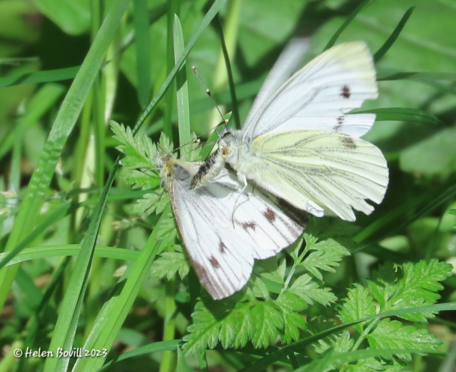 Two Green-veined White butterflies on green foliage