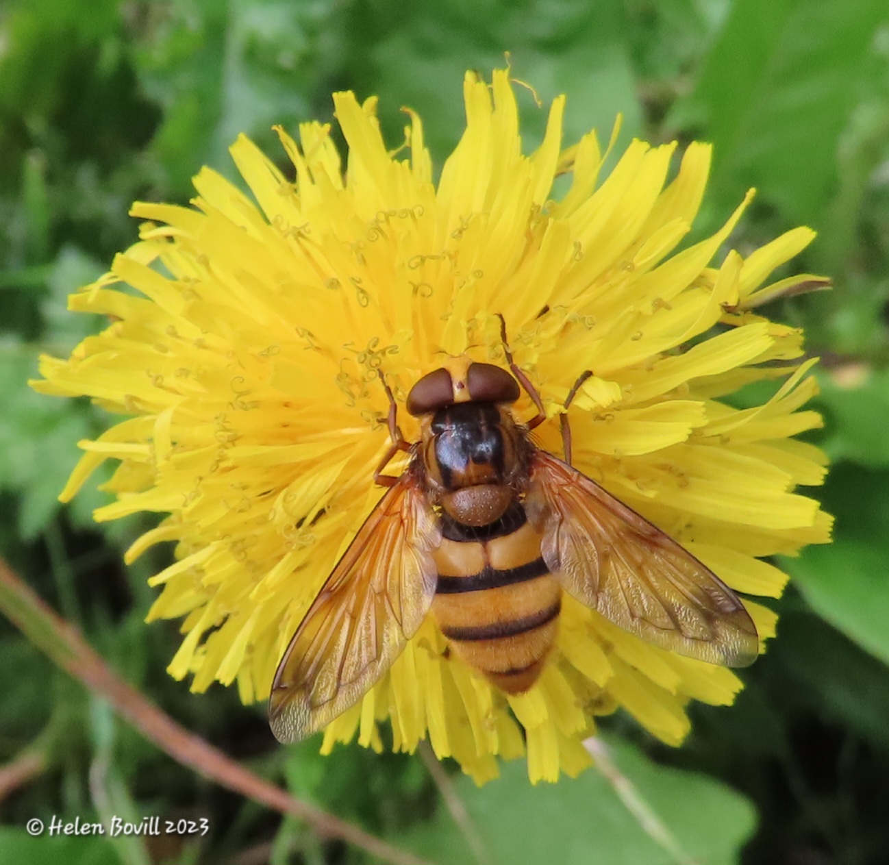 Hornet-mimic Hoverfly on a Dandelion