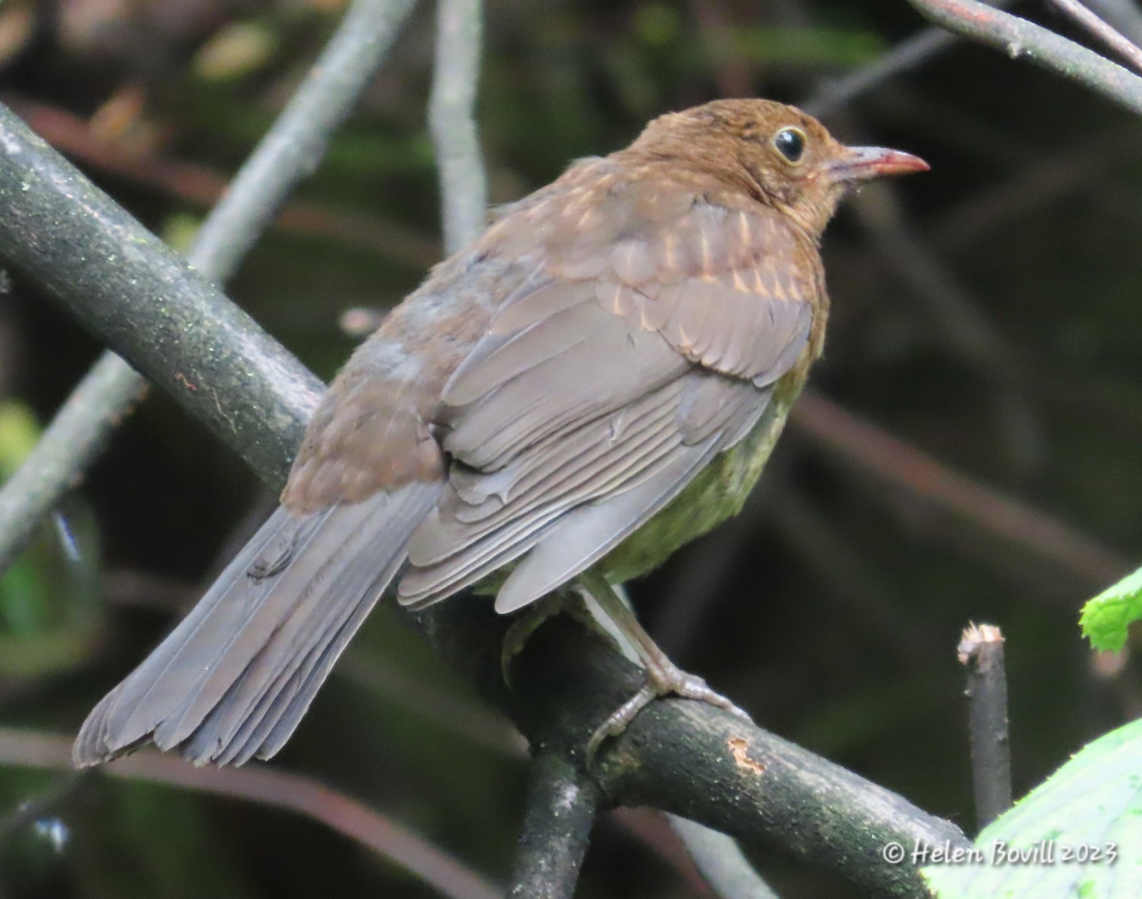 A young Blackbird on a branch