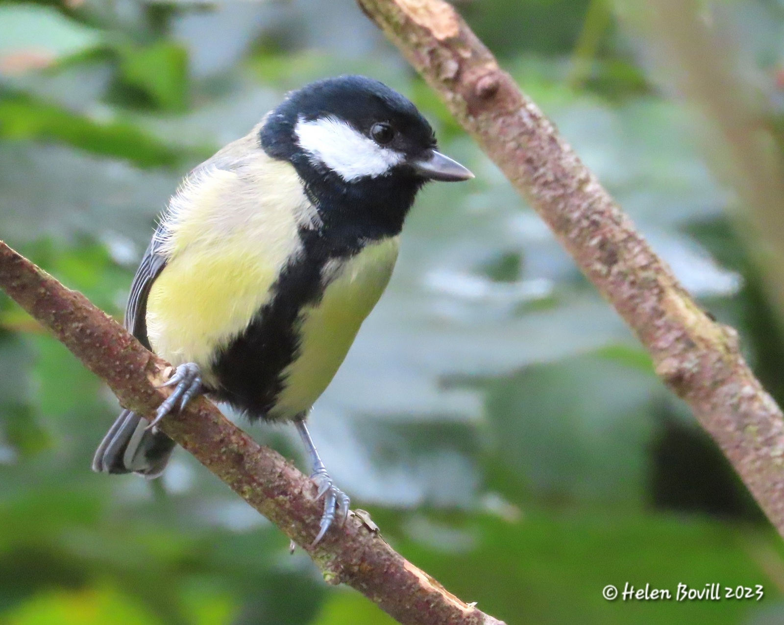 An adult Great Tit in full breeding plumage